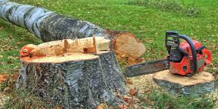 Best Arborist Consultation Services  in Sconsin Rapids, WI
