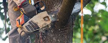 Best Lawn Maintenance Plans  in Sconsin Rapids, WI