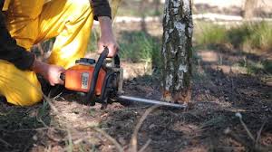 Best Tree Risk Assessment  in Sconsin Rapids, WI