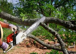 Best Tree Disease Treatment  in Sconsin Rapids, WI