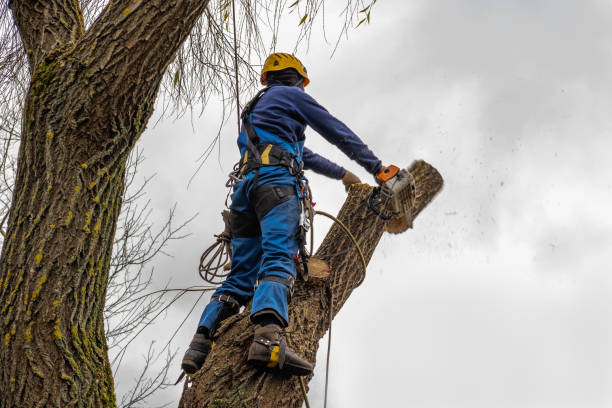 How Our Tree Care Process Works  in  Wisconsin Rapids, WI