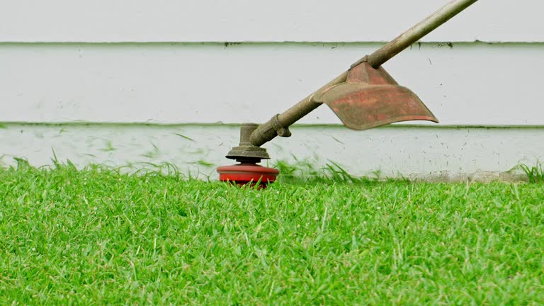 Professional Tree Services in Wisconsin Rapids, WI