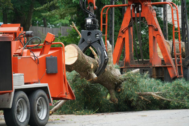 Best Tree Health Inspection  in Sconsin Rapids, WI