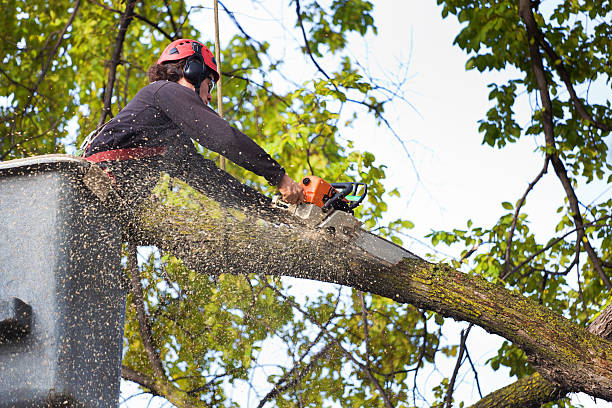 Best Tree Preservation Services  in Sconsin Rapids, WI
