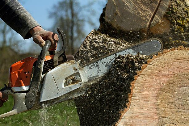 Best Leaf Removal  in Sconsin Rapids, WI